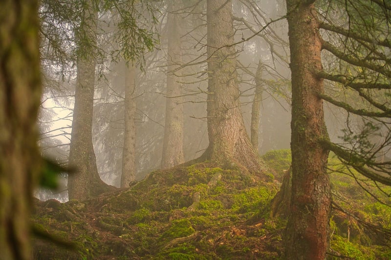 Forest Clearing Wedding