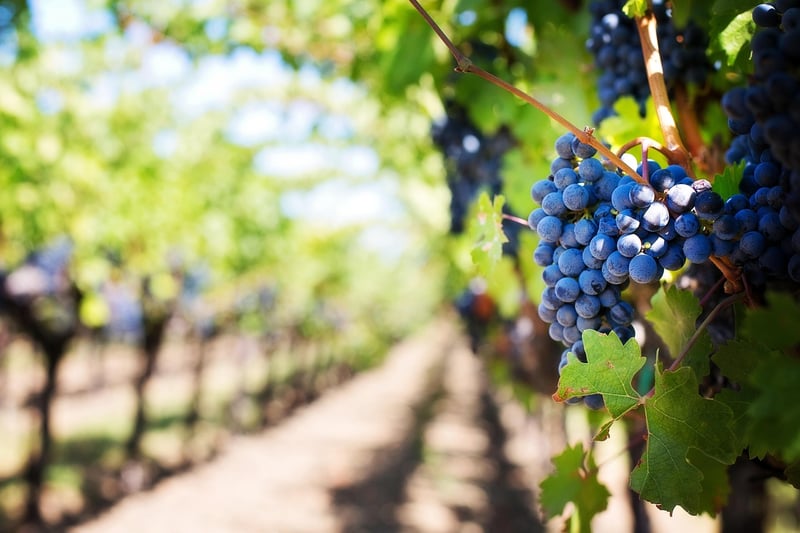 Vineyard Wedding